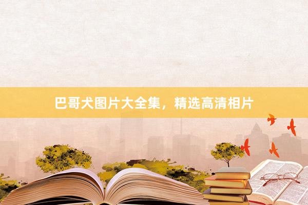 巴哥犬图片大全集，精选高清相片